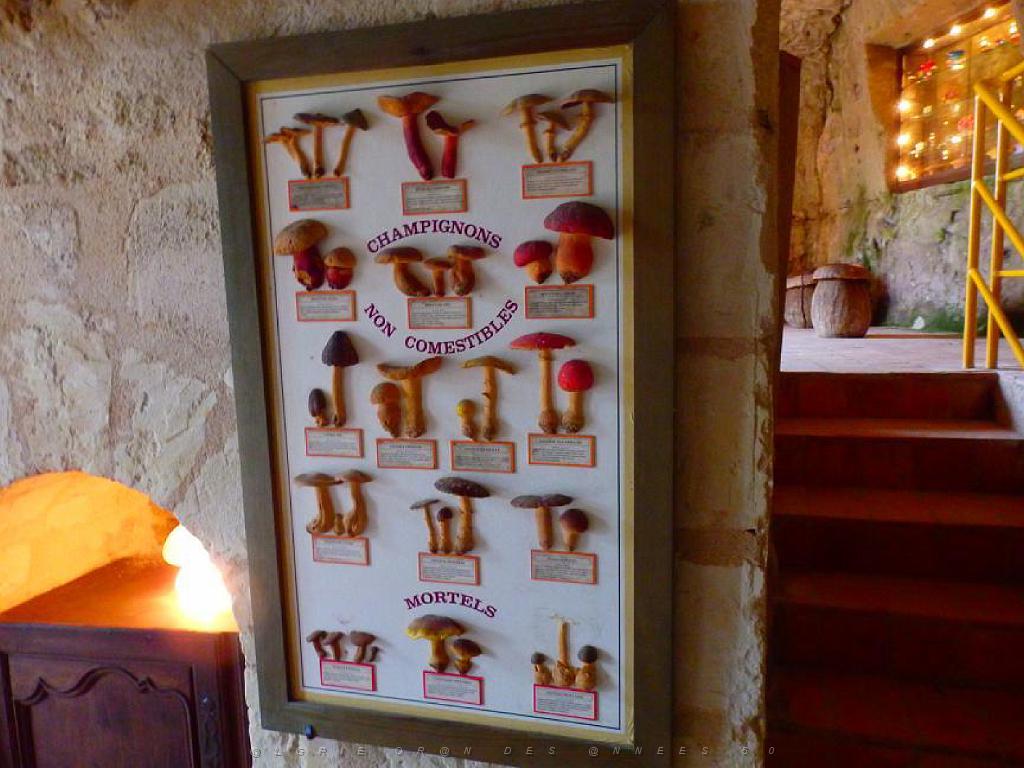 149 MUSEE DU CHAMPIGNON A  SAUMUR 2016 1_000017.jpg
